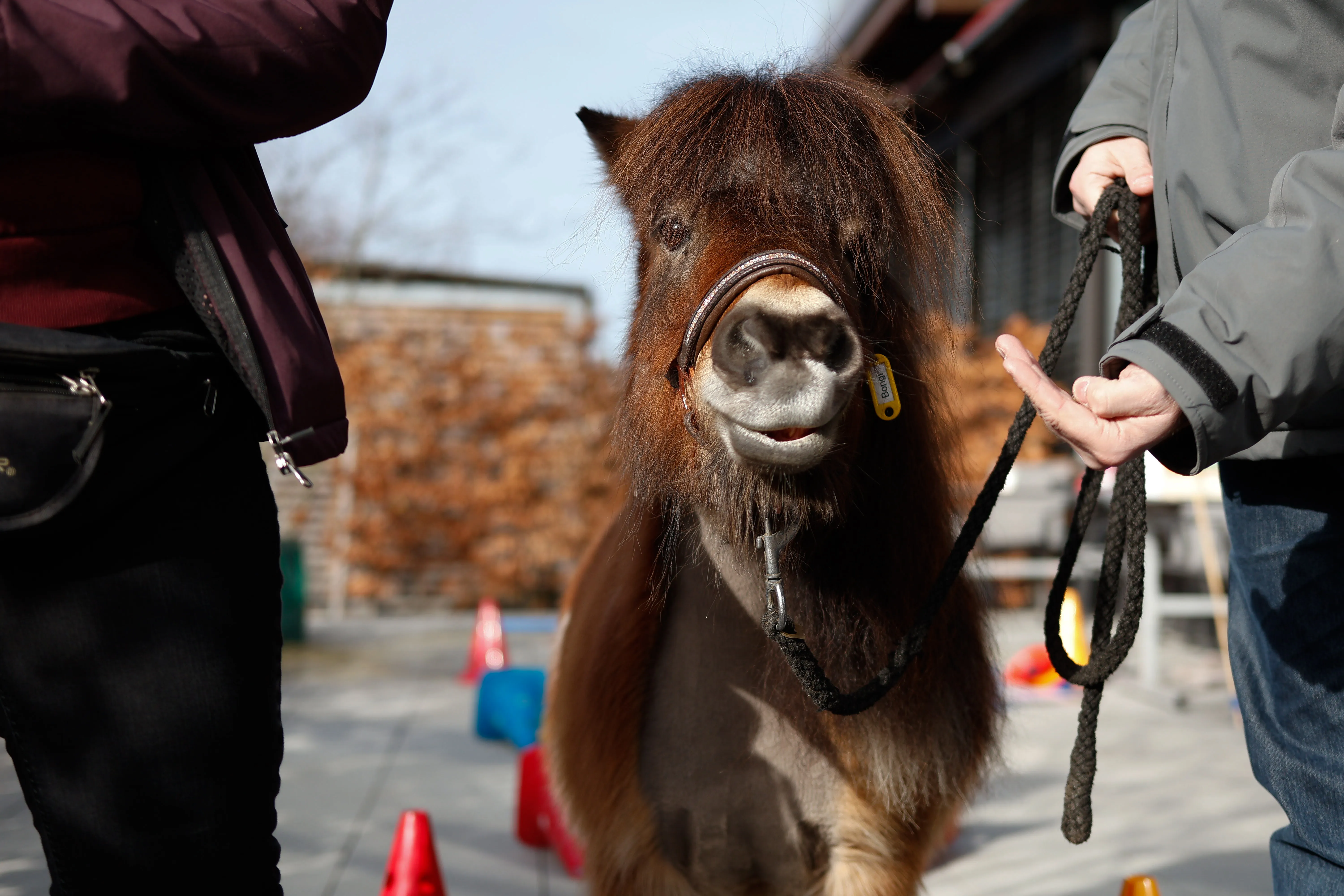 Tierbesuch in der Stiftung Eichholz image 21