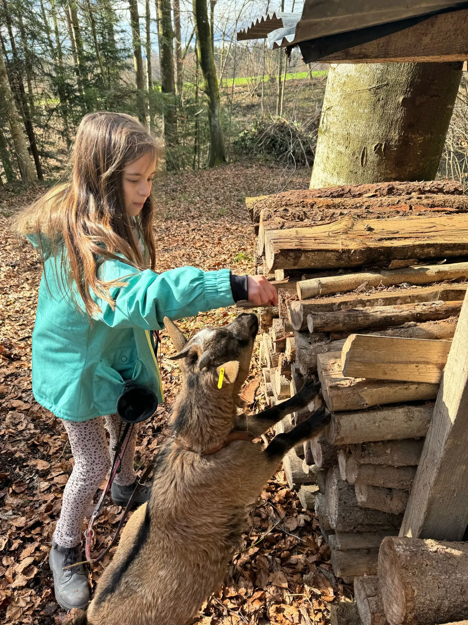 Ziegen Training für TiMe mit Sonja Kaiser und Kids image 3