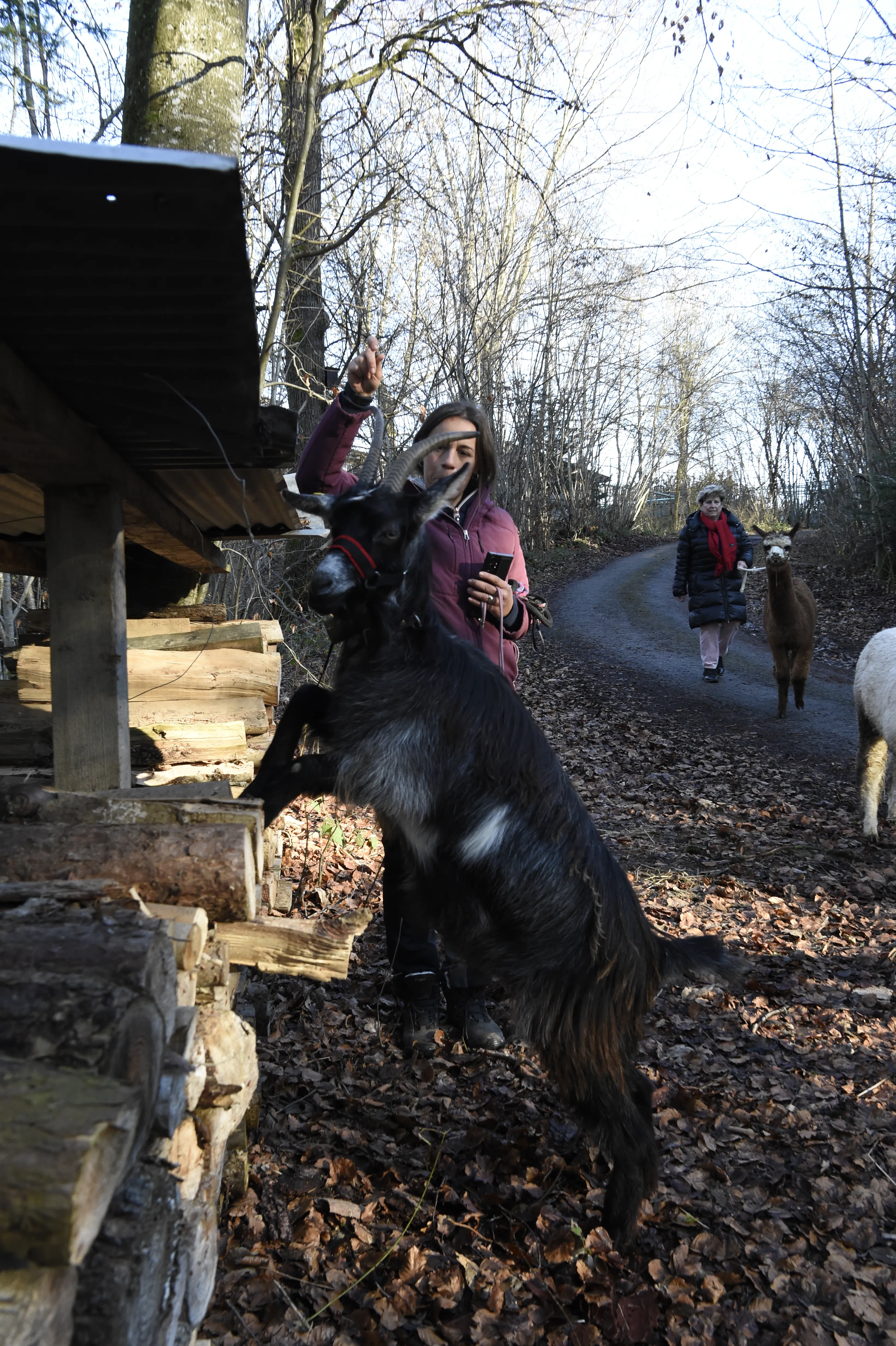 Tierspaziergang mit Freunden image 2