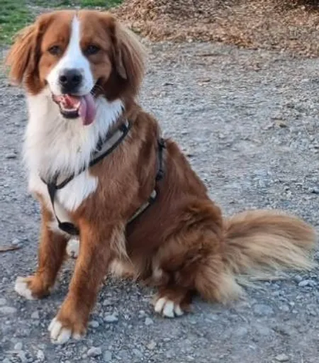 A picture of a dog