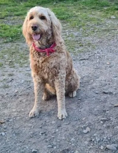 A picture of a dog