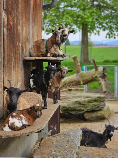 A picture of a goat