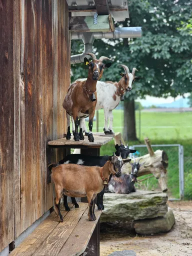 A picture of a goat