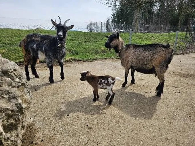 A picture of a goat